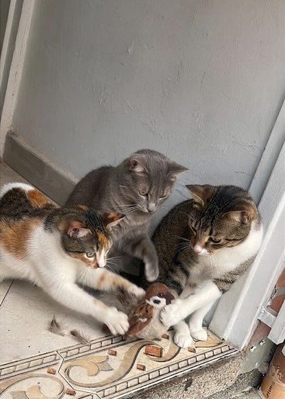 PAJARO MUSICAL PARA TUS GATOS